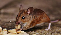 24 Hour & Emergency Exterminators in Dorchester, MA